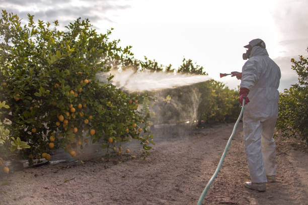 Best Flea Control Services  in Four Corners, MT