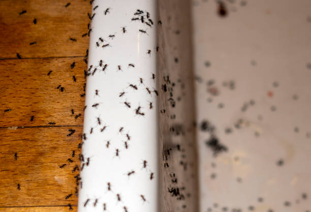 Best Pest Prevention Services  in Four Corners, MT