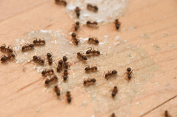 Wasp Removal Services in Four Corners, MT