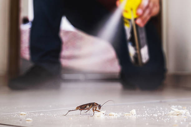 Reliable Four Corners, MT Pest Control Solutions